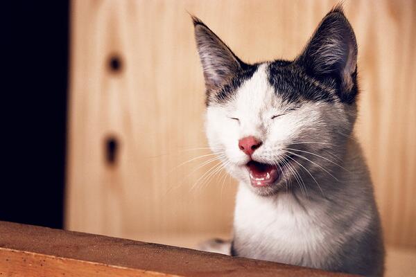 Zoom background of a white and black cat yawning.