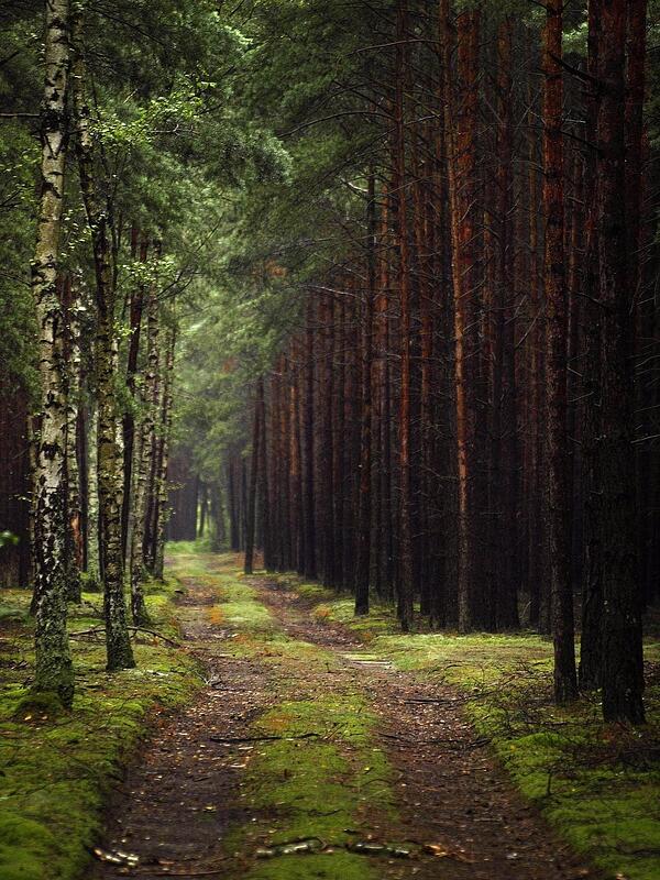 Zoom background of the woods.