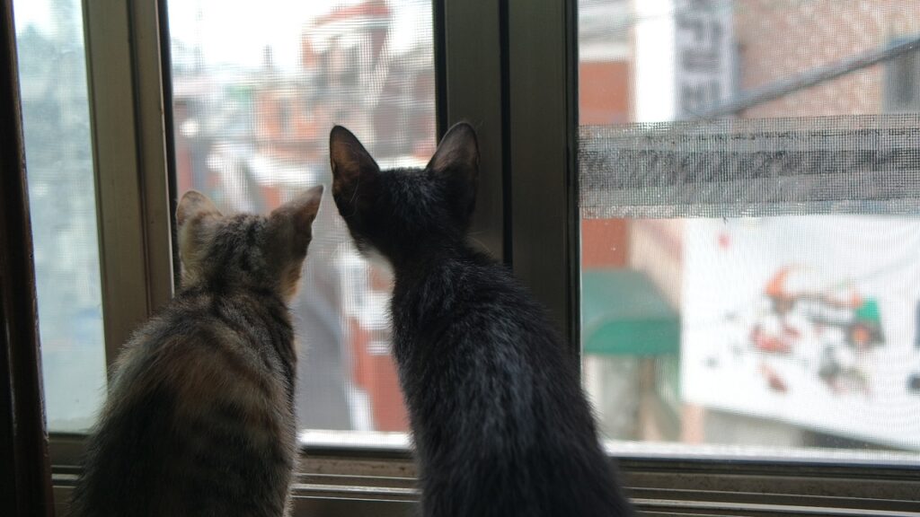 two cats looking out of window