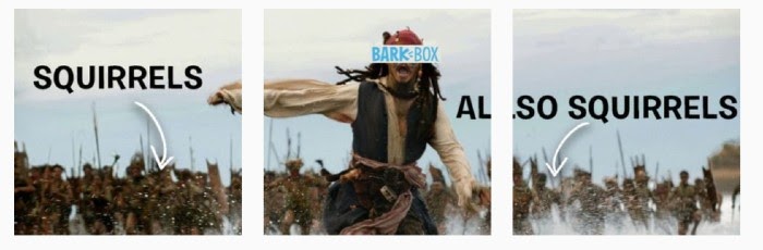 BarkBox Instagram Meme for Marketing