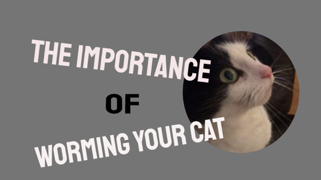 Some Tips On Worming Your Cat