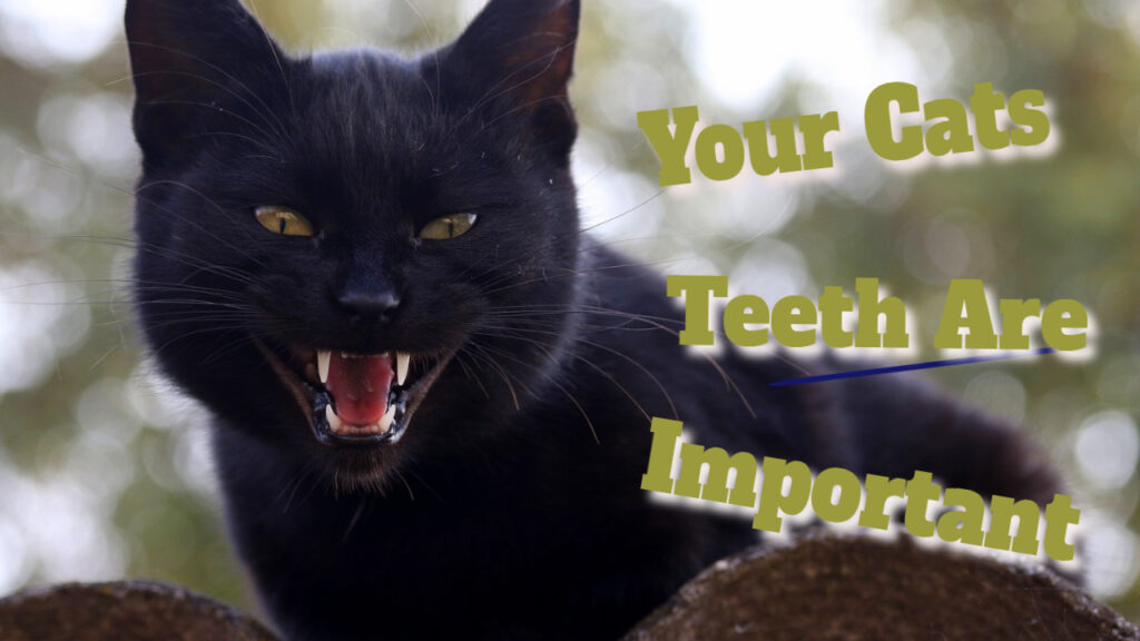 Your Cats Teeth Are Important (Part One)