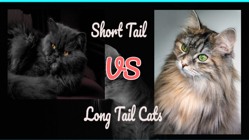 Cat Tail Type: Long or Short Tails
