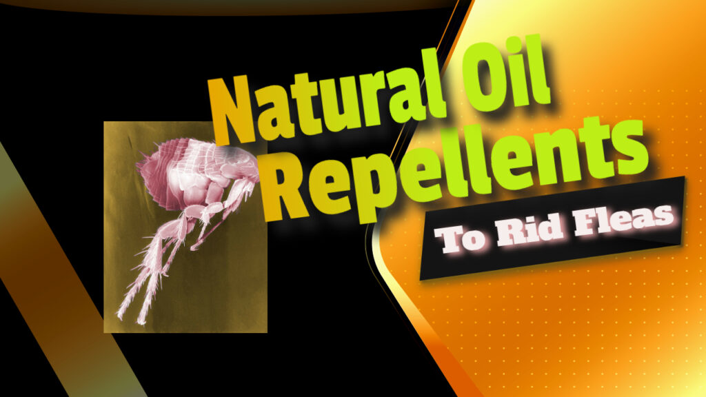 Natural Oil Repellents To Rid Fleas
