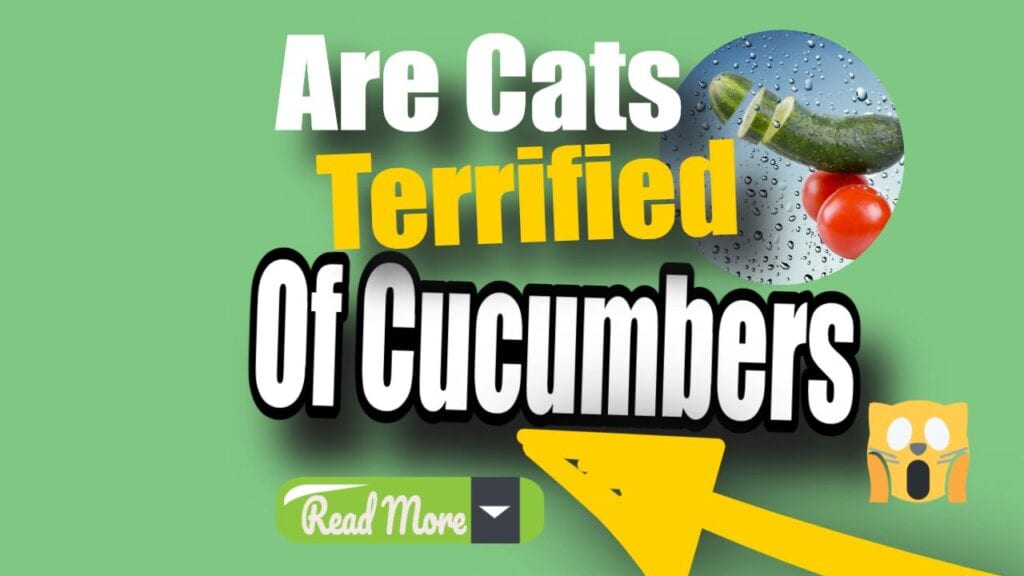 Why Are Cats Afraid Of Cucumbers?