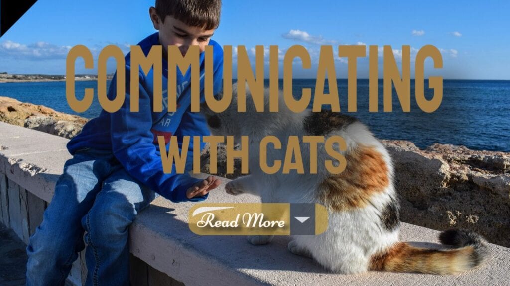 Body Language Communicating With Your Cats