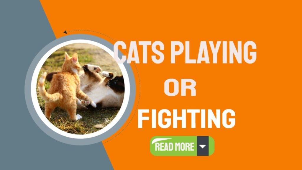 Are Cats Playing Or Fighting