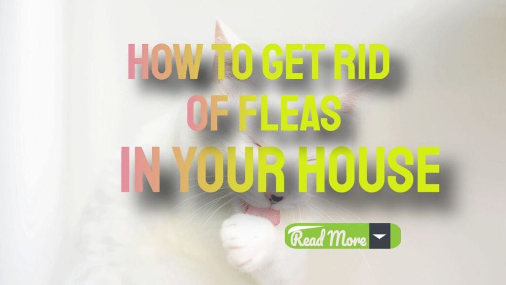 How To get Rid Of Fleas In Your House