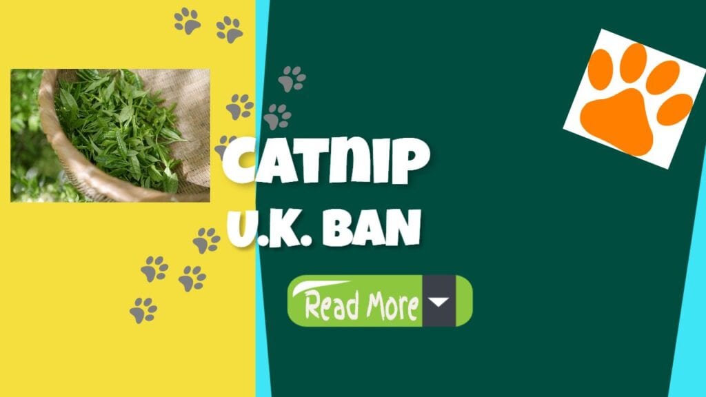 Catnip Ban In The United Kingdom