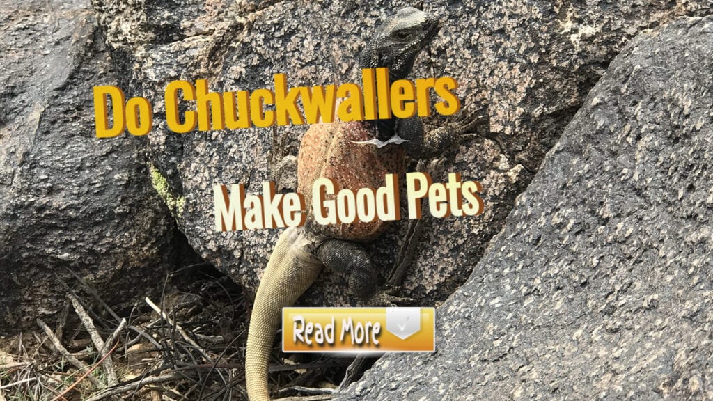 Do Chuckwallas Make Good Pets