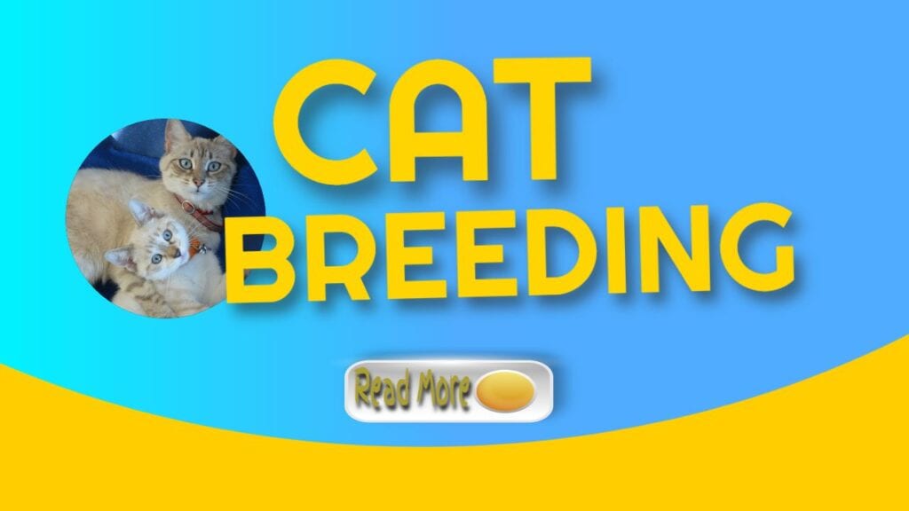 Breeding Cats and Raising Kittens