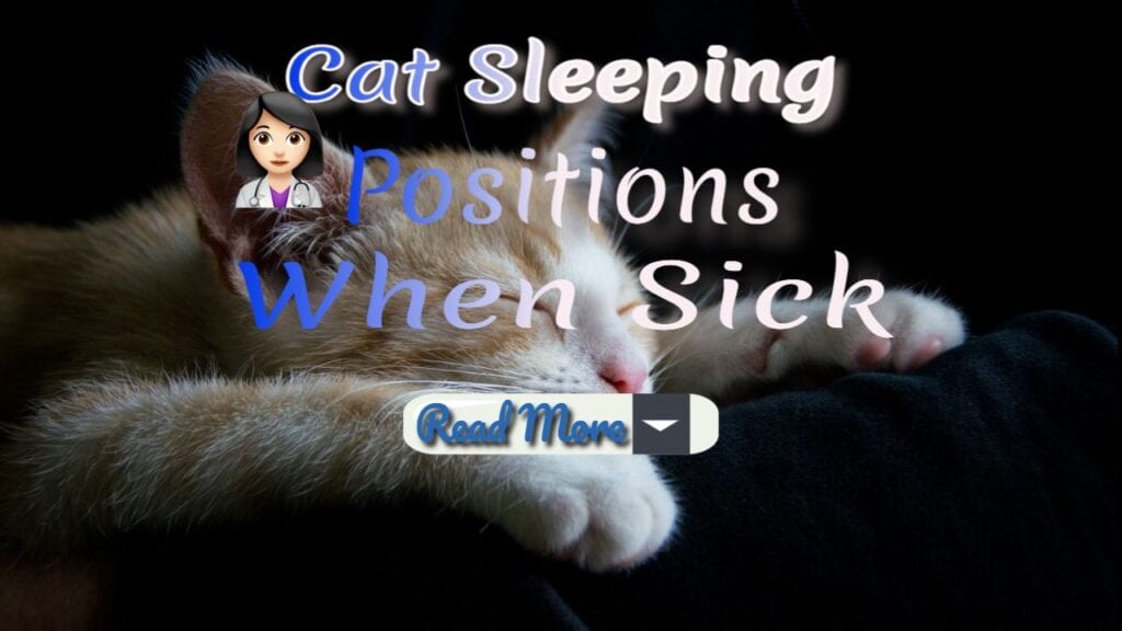 Cat Sleeping Positions When Sick