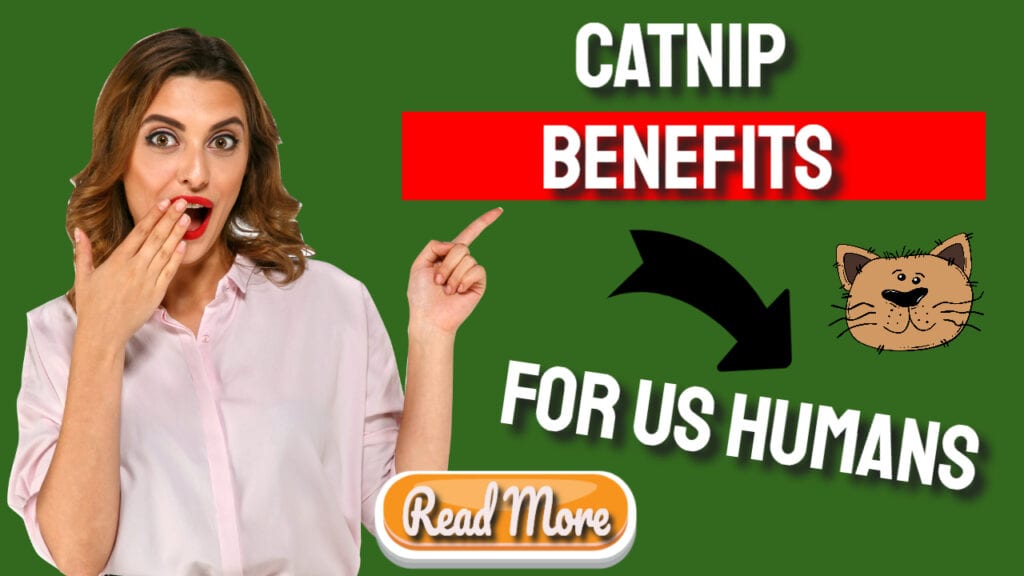 Catnip Benefits For Us Humans Too