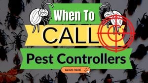 When To Call A Pest Control Company