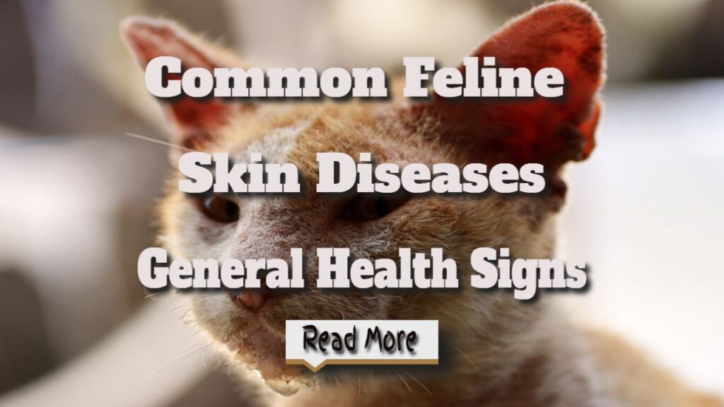 Common Feline Skin Diseases – General Health Signs