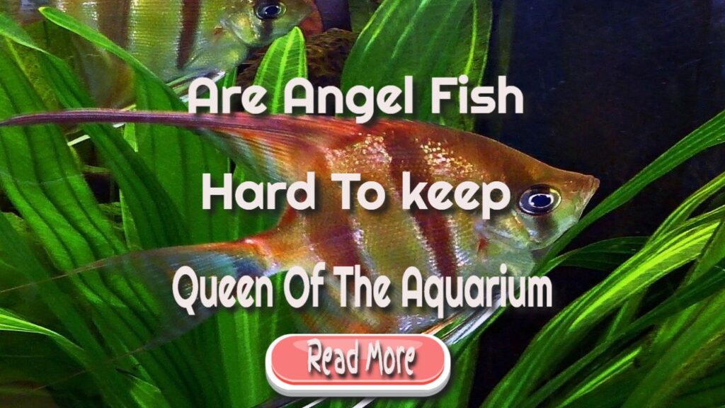 Are Angel Fish Hard To keep – The Queen Of The Aquarium