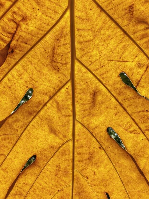 up close shot of a yellow leaf