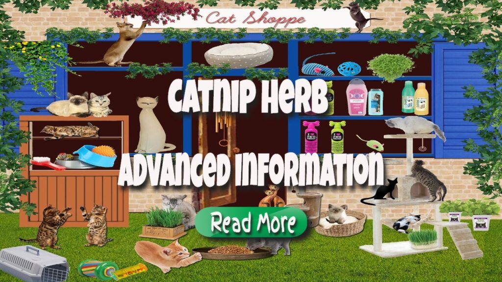 catnip herb advanced information