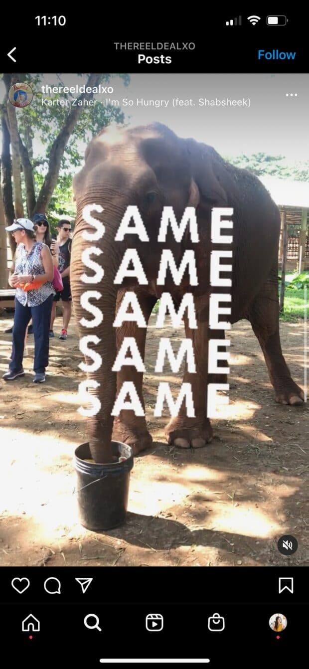 elephant with text same five times