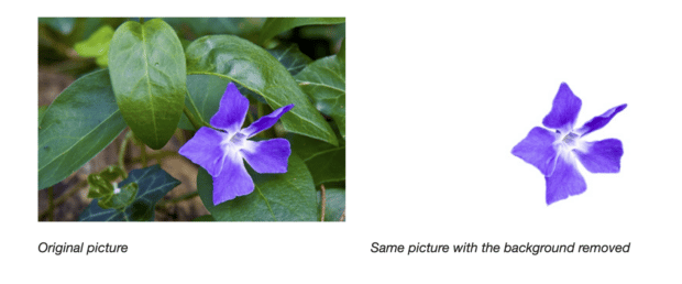 flower with leaves in the background and white backdrop
