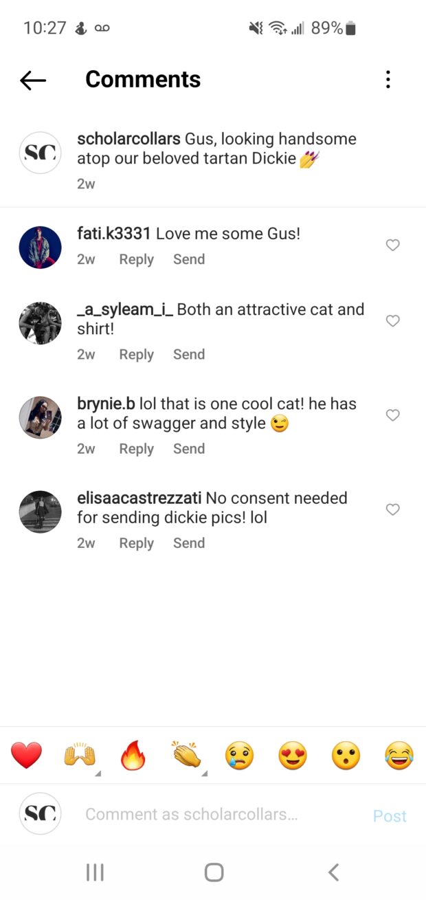 fake comments for Gus the cat