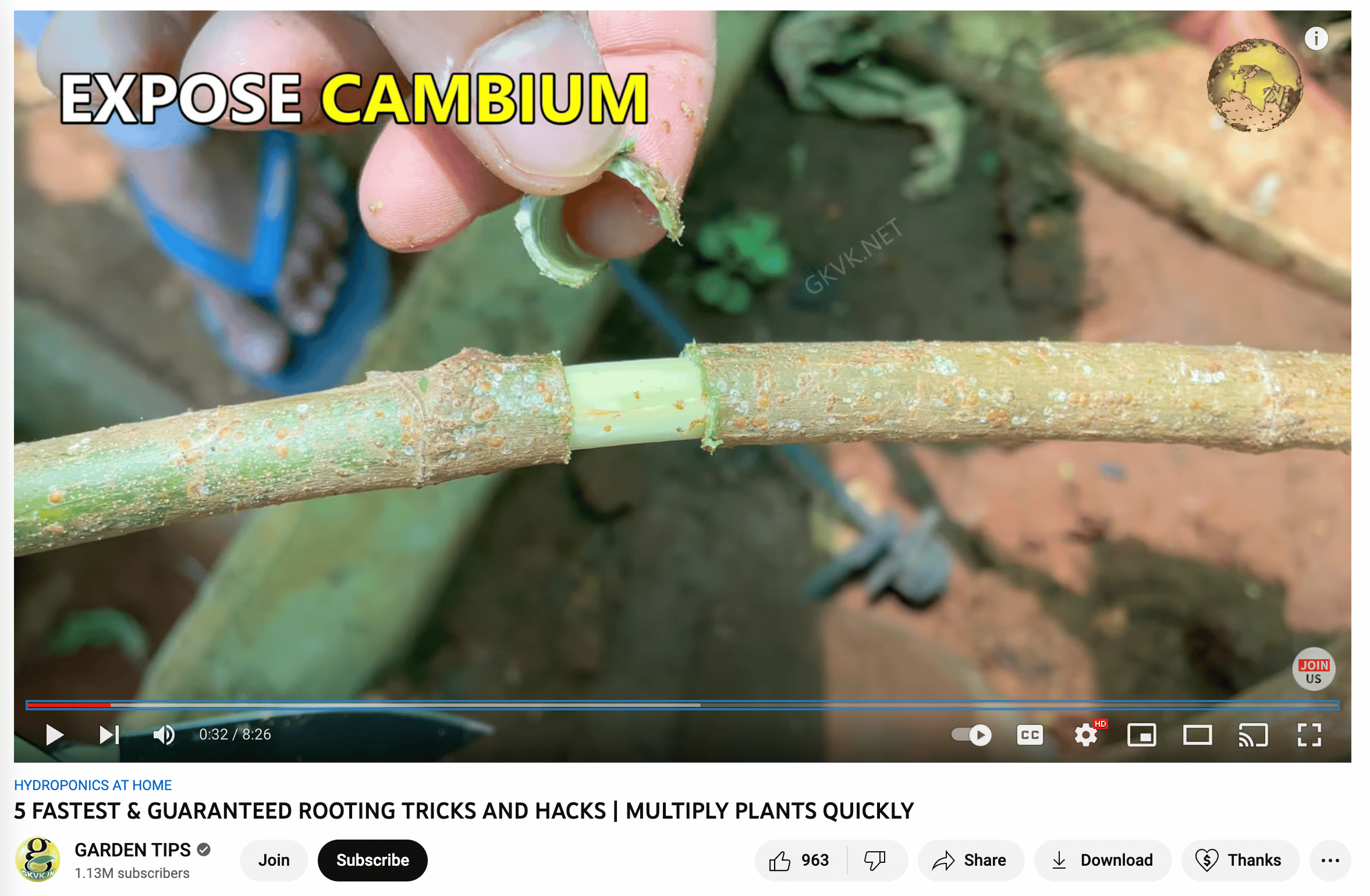 gardening youtube channel video showing how to expose cambium