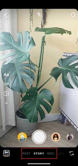 Instagram Story photo of house plant 
