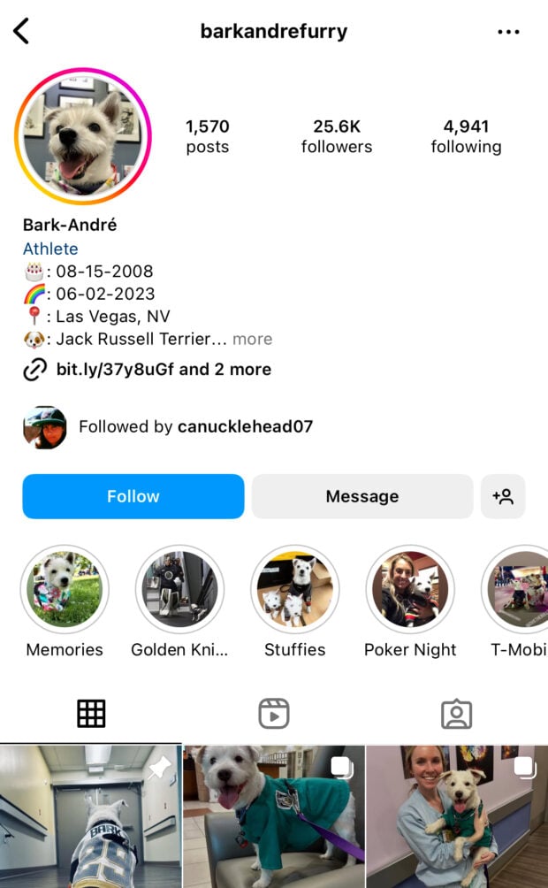 BarkAndreFurry Jack Russell terrier dog account