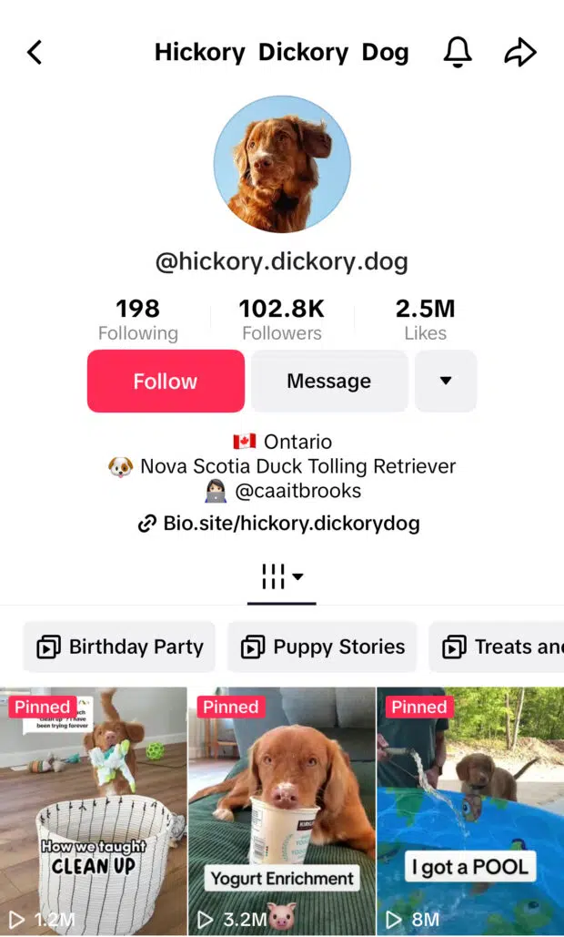 Hickory Dickory dog 