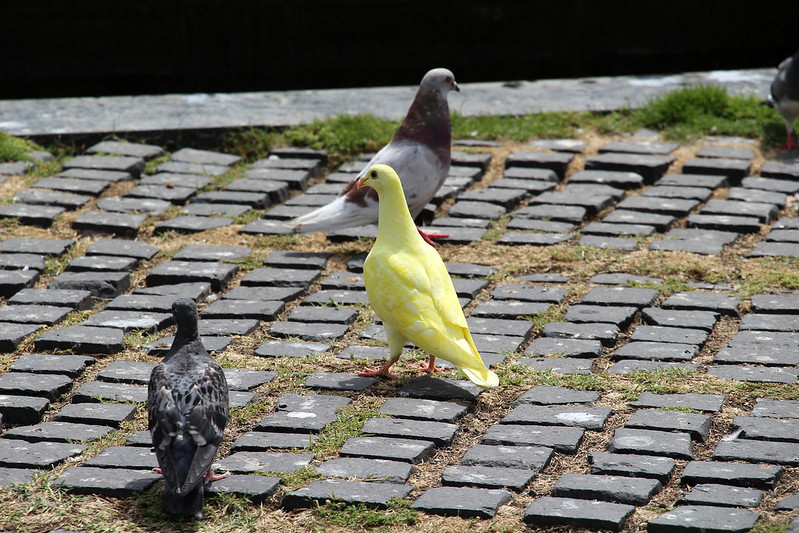 https://www.flickr.com/photos/129231073@N06/37346825945/